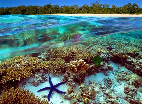 Port Douglas Wildlife Habitat